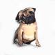 PUG Köpek Yastık 3 Boyutlu PUG Köpek Yastık 3 Boyutlu