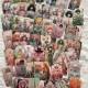 Dükkan Hediyelik Mystic Rose Tarot Destesi ve Başlangıç Tarot Kitabı Dükkan Hediyelik Mystic Rose Tarot Destesi ve Başlangıç Tarot Kitabı